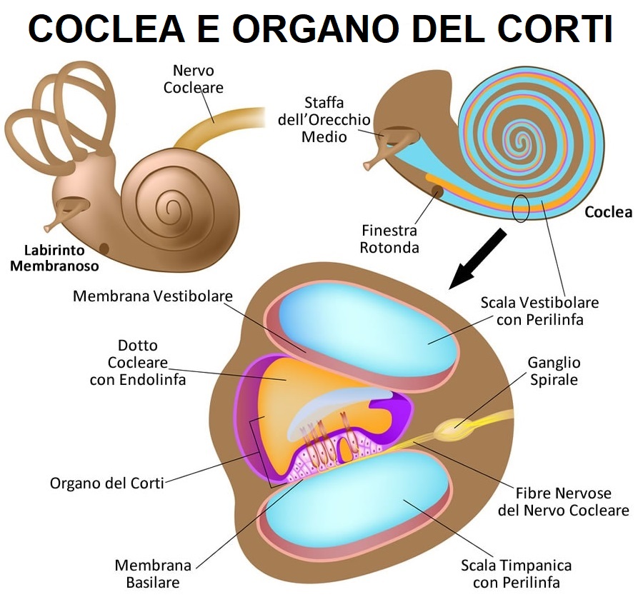 coclea e organo del Corti