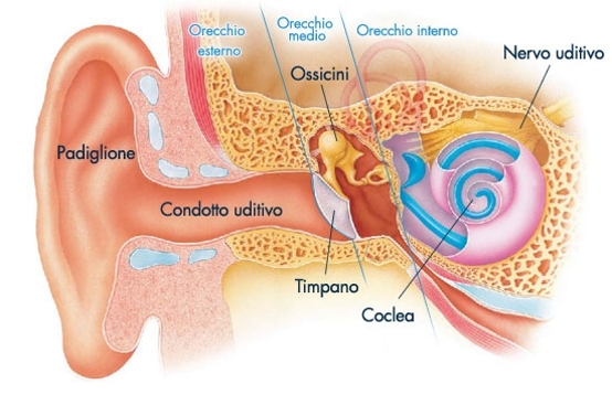orecchio esterno medio e interno