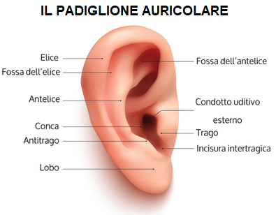 orecchio esterno padiglione auricolare